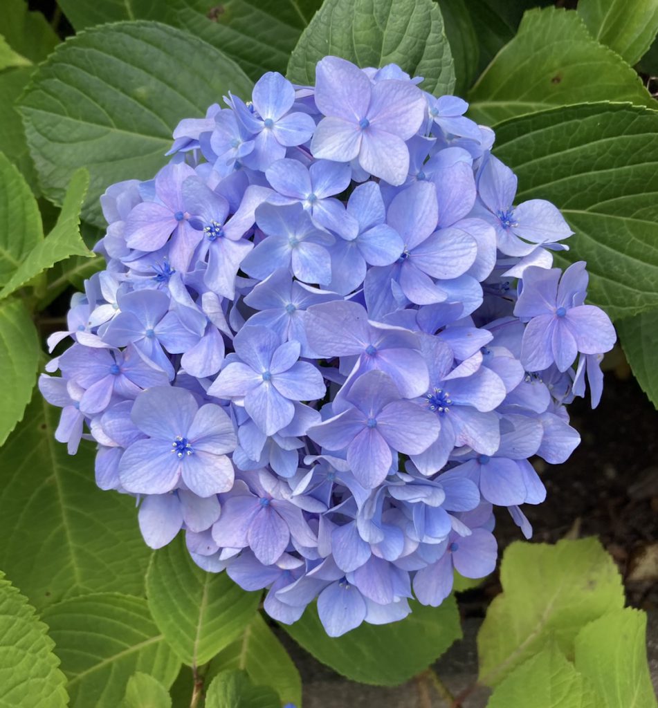 満開の紫陽花を見に行きました ワタシ ミライ デザイン